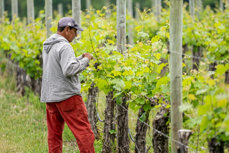 an older man standing in front of vines on a farm