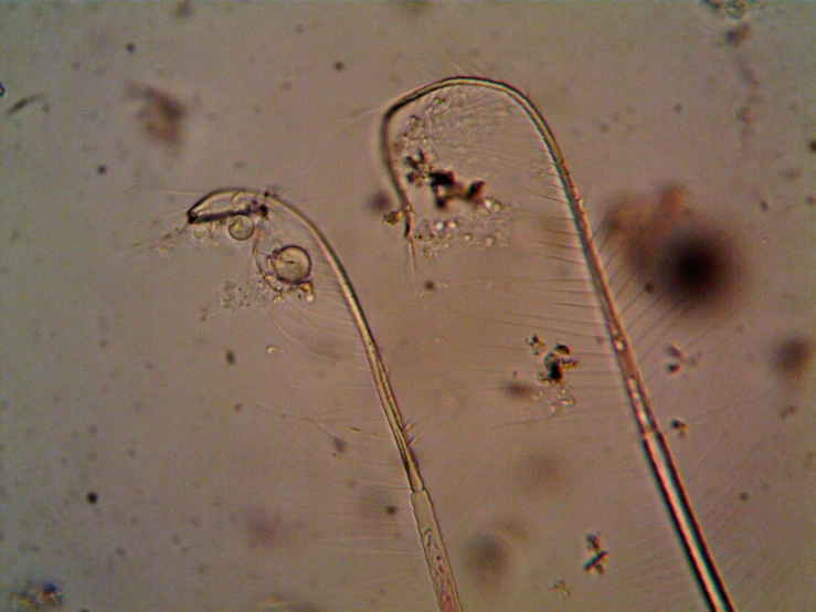 a couple of plants that are under a microscope, a microscopic photo, flickr, brownish fossil, fish hooks, 2000s photo, needles