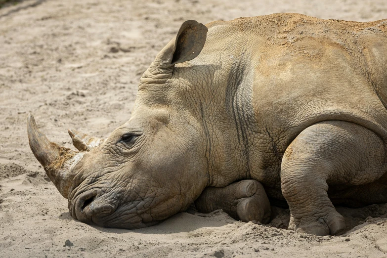 a close up of a rhino laying in the sand, by Jan Tengnagel, trending on unsplash, fan favorite, she's sad, close together, maternal