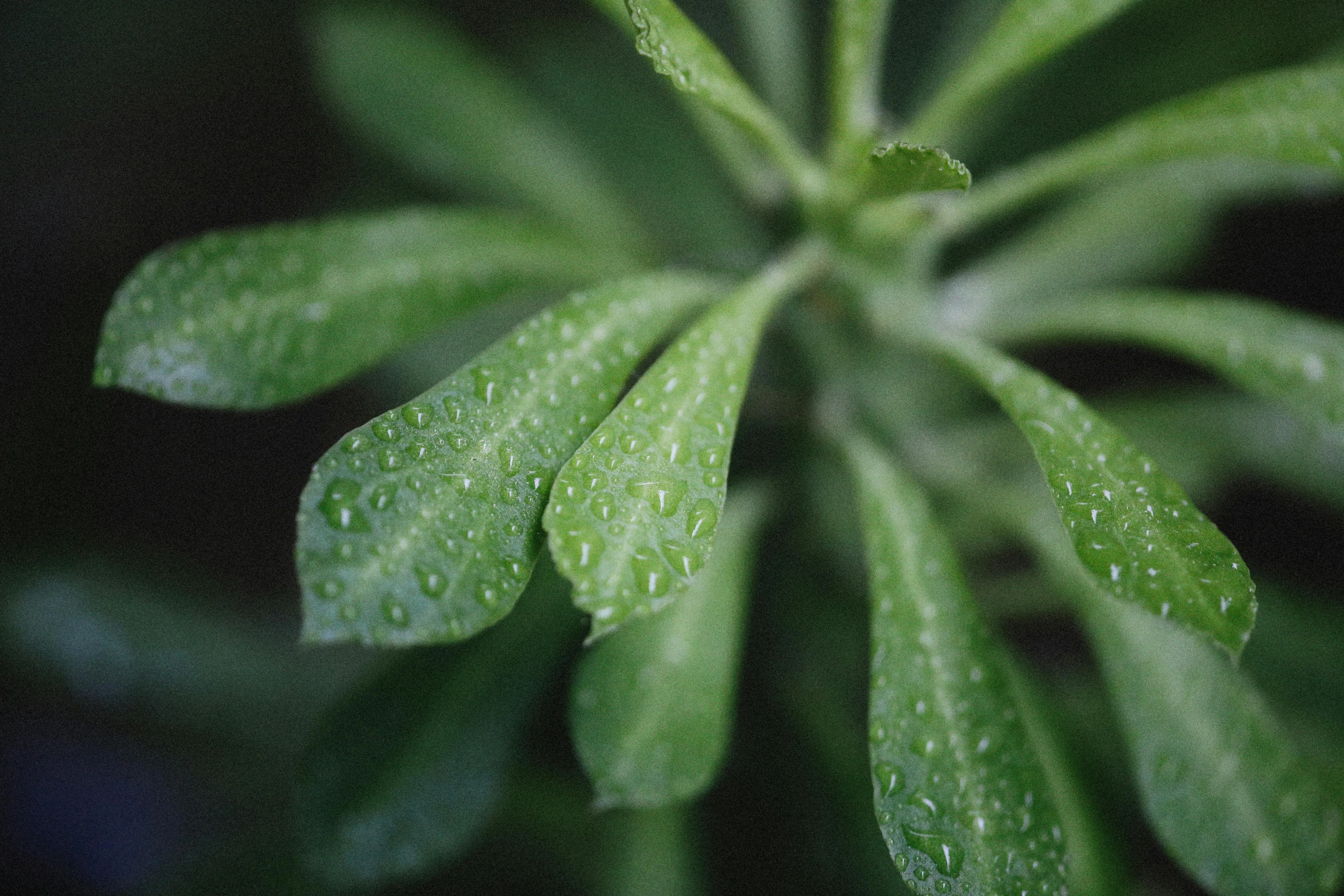 a close up of a plant with water droplets on it, by Thomas Tudor, unsplash, renaissance, natural realistic render, sage green, high quality photo, botanical herbarium