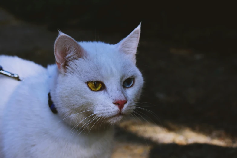 a white cat with yellow eyes on a leash, pexels contest winner, photorealism, multicolored, instagram post, somber white eyes, armored cat