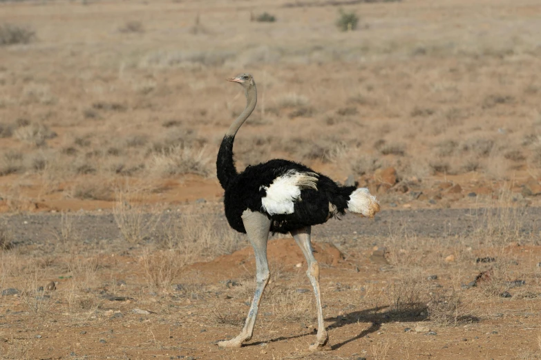 an ostrich with its head in the sand, trending on unsplash, hurufiyya, australian desert, loin cloth, black, bird legs