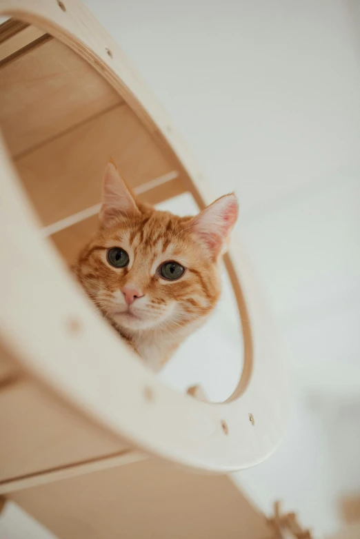 a close up of a cat looking at the camera, cat tower, well-appointed space, wooden, hr ginger