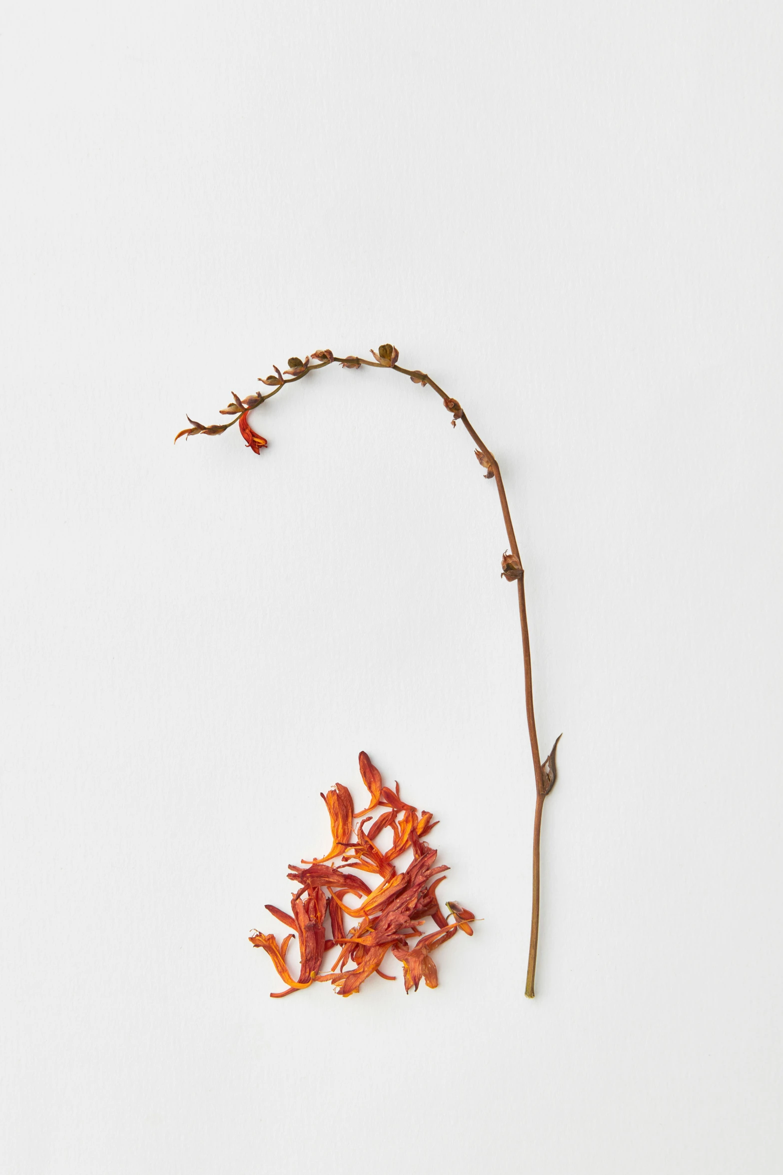 a dried plant sitting on top of a white surface, by James Morris, covered in flame porcelain vine, an orchid flower, high-resolution photo, dwell