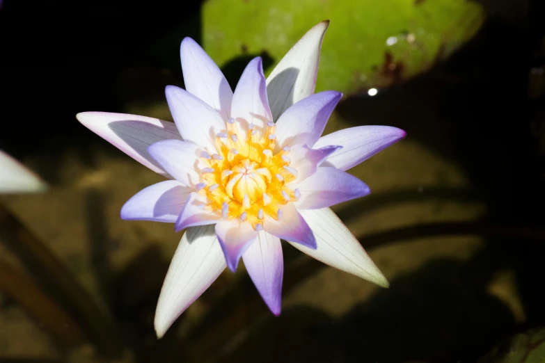 a close up of a flower in a pond, by Gwen Barnard, unsplash, hurufiyya, violet polsangi, high angle close up shot, no cropping, albino mystic