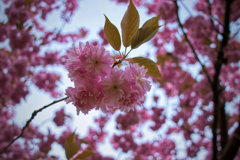 a close up of a tree with pink flowers, by Sven Erixson, pexels contest winner, fan favorite, sakura flower, instagram post, high angle close up shot