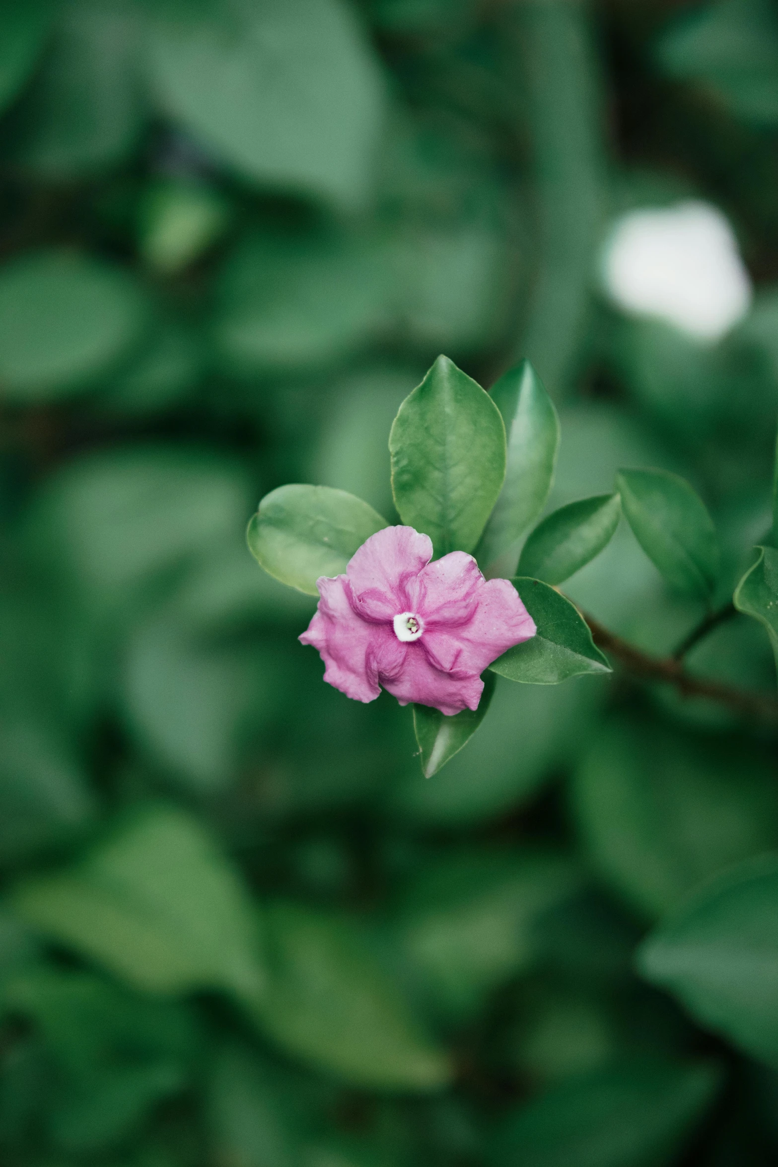 a pink flower with green leaves in the background, unsplash, crown of thorns, shot on kodak ektar, overcast, made of glazed