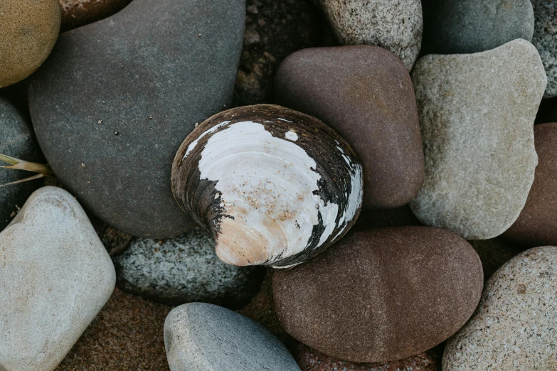 a shell sitting on top of a pile of rocks, inspired by Vija Celmins, unsplash, rounded shapes, close-up product photo, browns and whites, multicoloured