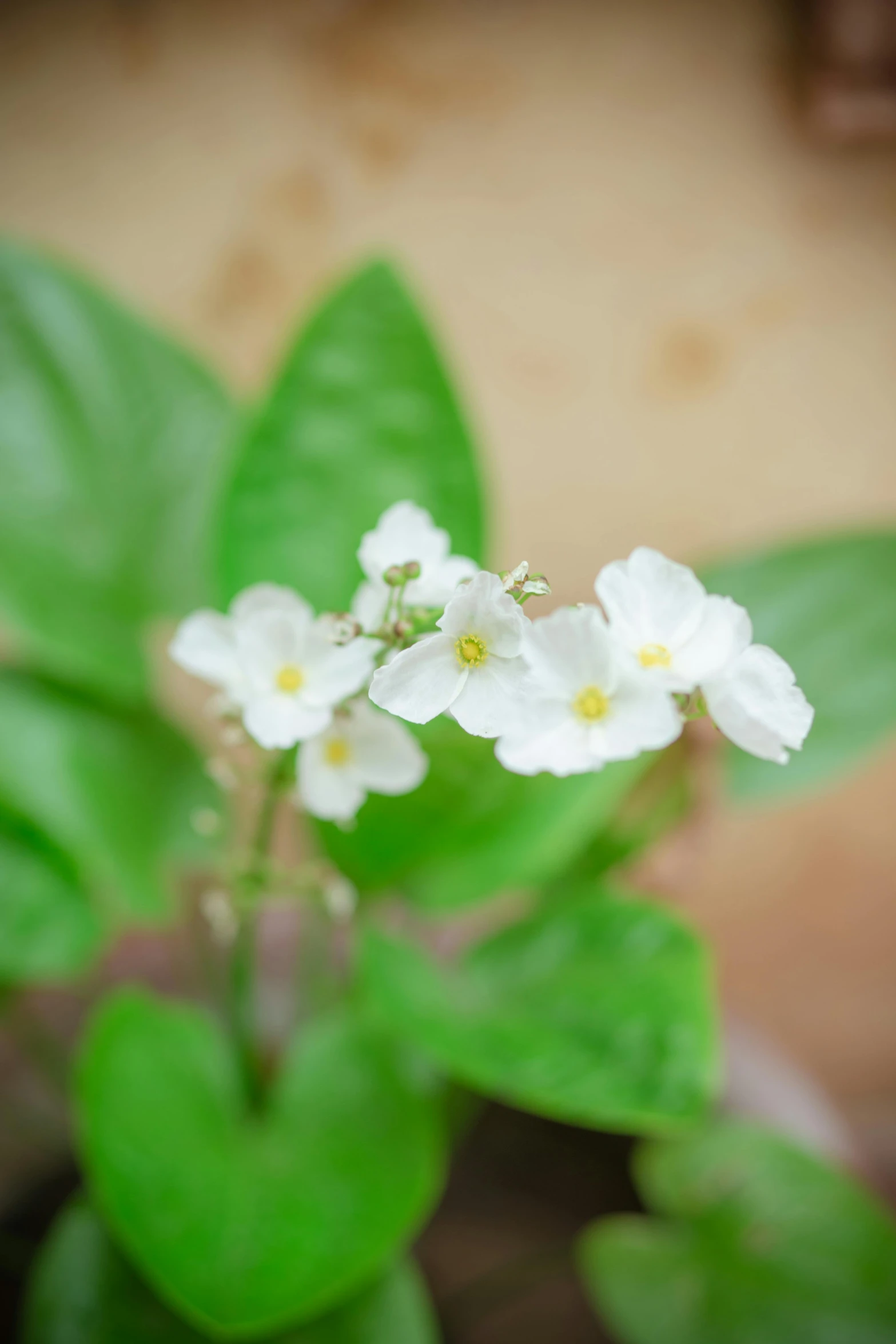 a close up of a plant with white flowers, light greens and whites, houseplant, medium level shot, vanilla