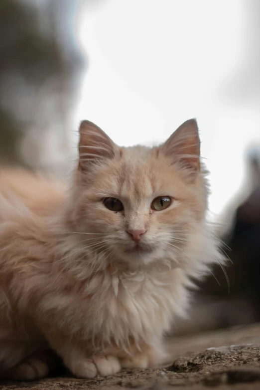 a cat that is laying down on the ground, fluffy ears, over-the-shoulder shot, fluffy orange skin, looking serious