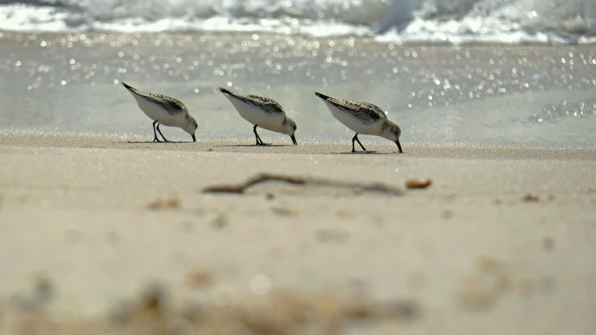 three birds stand close together on the sand next to the water