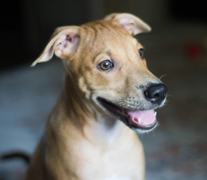 a brown dog sitting on top of a bed, a portrait, inspired by Elke Vogelsang, flickr, close up head shot, sri lanka, shot on sony a 7 iii, puppy