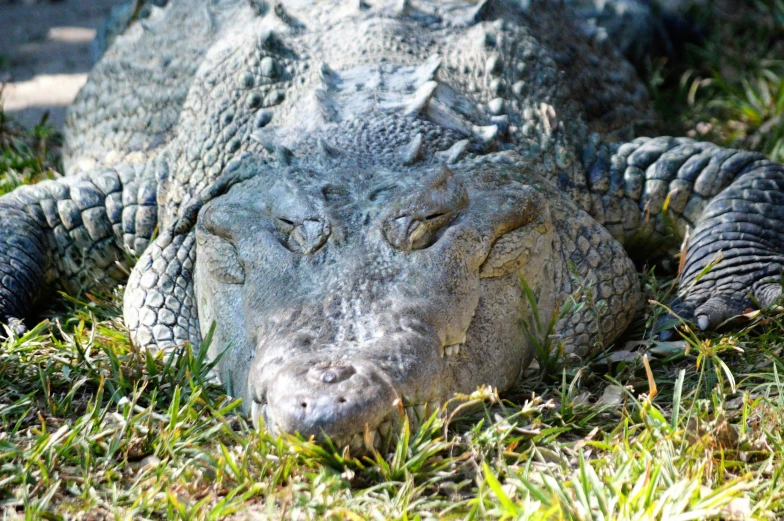an alligator that is laying down in the grass, a portrait, by Gwen Barnard, pexels contest winner, hurufiyya, grey, 🦩🪐🐞👩🏻🦳, warm friendly face, australian
