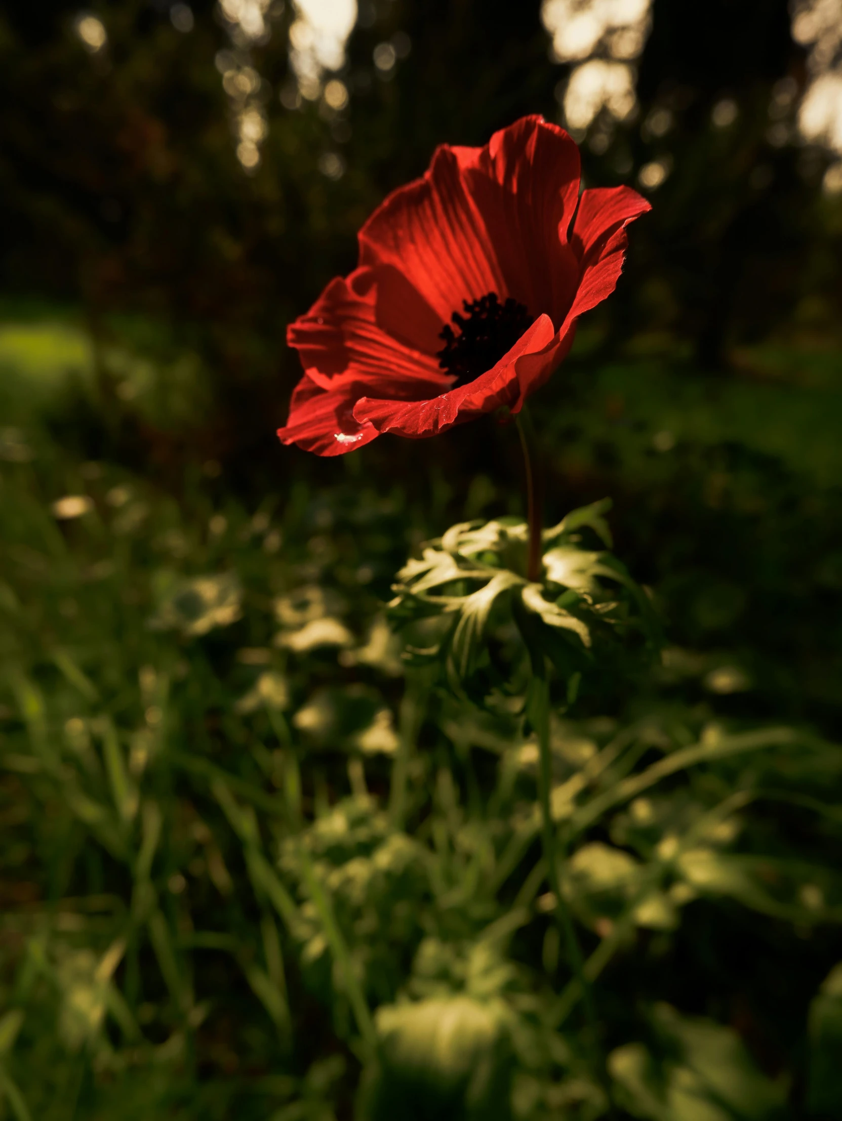 a red flower sitting on top of a lush green field, low-light photograph, anemone, rendered in unreal engine 5, today\'s featured photograph 4k