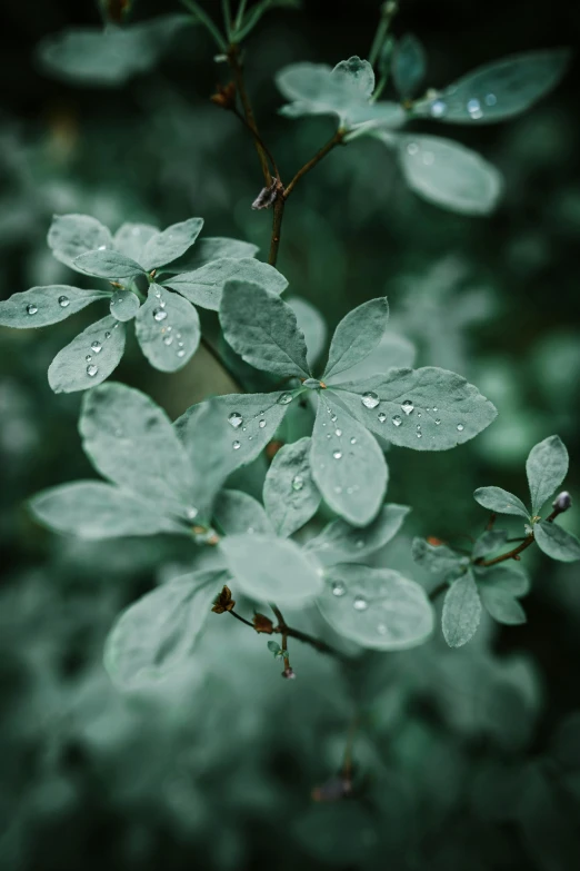 a close up of a plant with water droplets on it, inspired by Elsa Bleda, trending on pexels, sage green, clover, silver mist, with soft bushes