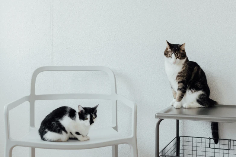 a couple of cats sitting on top of a metal chair, unsplash, minimalism, clean white lab background, multiple stories