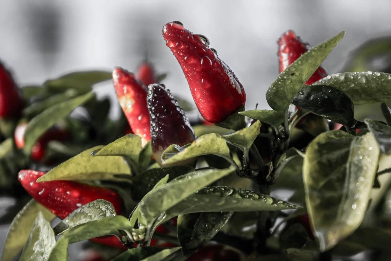 a close up of a plant with water droplets on it, a still life, unsplash, photorealism, bhut jolokia, high quality product photo, festive atmosphere, magnolia stems