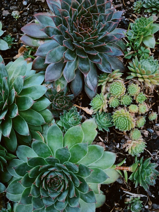 a group of plants that are in the dirt, inspired by Elsa Bleda, trending on unsplash, fan favorite, verdant and lush and overgrown, lush gnarly plants, the platonic ideal of flowers