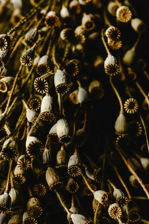 a bunch of dried flowers sitting on top of a table, australian tonalism, green pupills, made of vines, muted brown yellow and blacks, slide show