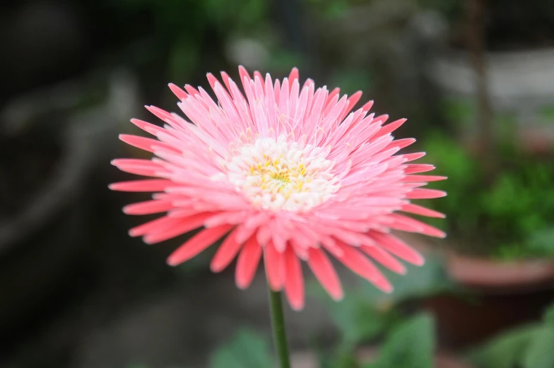 a pink flower sitting on top of a green plant, on display, chrysanthemum eos-1d, fan favorite, full colour