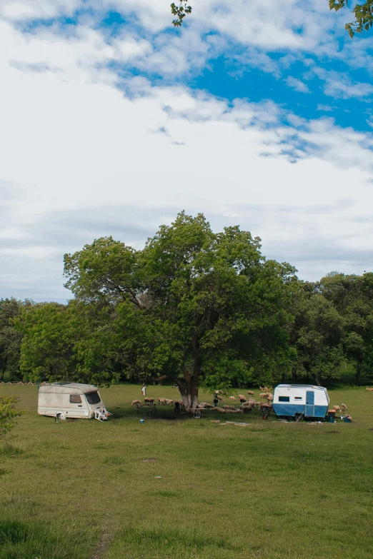 a couple of trailers parked on top of a lush green field, by Peter Churcher, huge central tree, panorama, camp, van