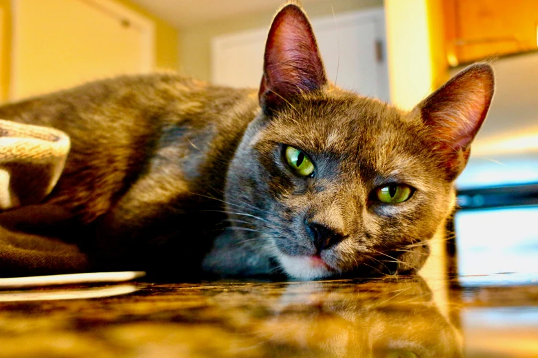 a cat that is laying down on the floor, a portrait, by Bernie D’Andrea, unsplash, on kitchen table, an angry, taken on iphone 1 3 pro, full of greenish liquid