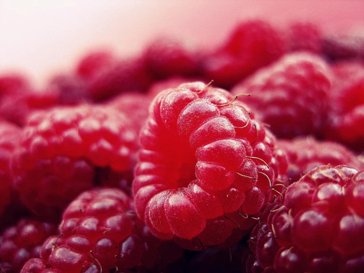 a close up of a bunch of raspberries, a picture, by Adam Marczyński, smooth fuschia skin, grain”, color”