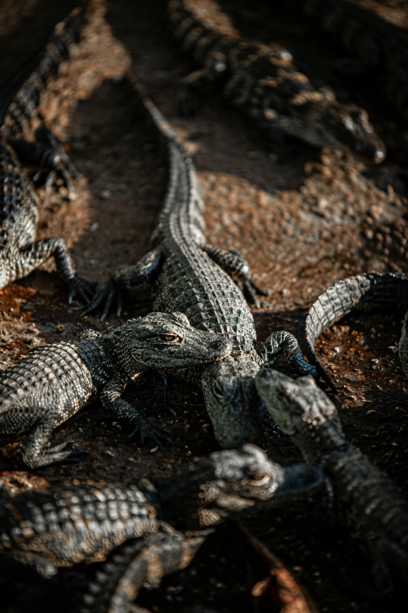 a group of alligators laying on the ground, a picture, by Carey Morris, unsplash contest winner, intricate hyper detail, shot with sony alpha 1 camera, a high angle shot, evening sunlight