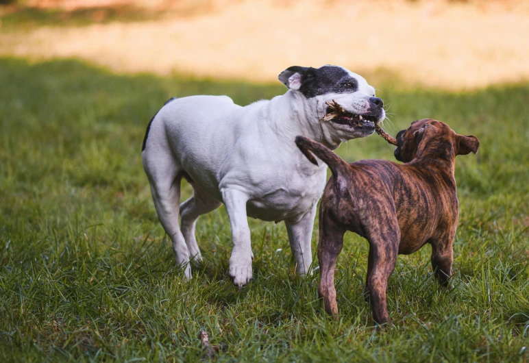 a couple of dogs standing on top of a lush green field, inspired by Elke Vogelsang, pexels contest winner, renaissance, close-up fight, white with chocolate brown spots, cyborg - pitbull, thumbnail