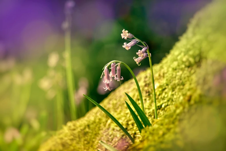 a couple of purple flowers sitting on top of a moss covered hillside, a macro photograph, by Julian Allen, fantastic realism, beautiful render of a fairytale, ramps, photograph taken in 2 0 2 0, tiny faeries
