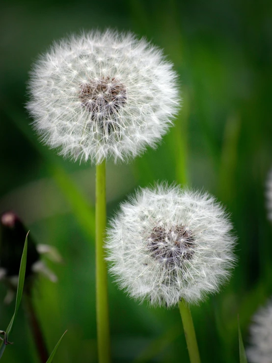 a couple of white dandelions sitting on top of a lush green field, soft round features, taken with sony alpha 9, portrait image, medium-shot