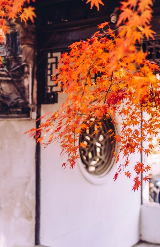 some orange leaves are hanging on a wall