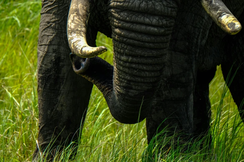 an elephant that is standing in the grass, by Jan Tengnagel, pexels contest winner, close-up on legs, a pair of ribbed, tooth wu : : quixel megascans, massive wide trunk