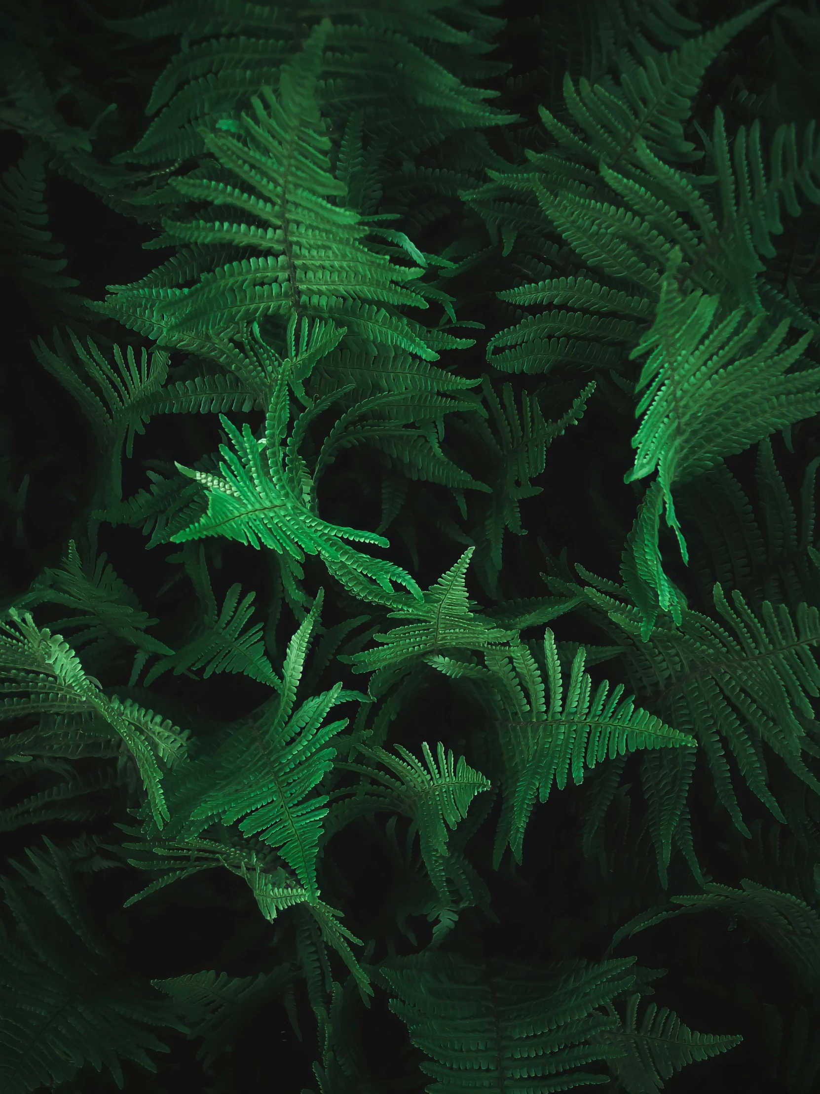 a close up of a plant with green leaves, an album cover, inspired by Elsa Bleda, psychedelic fern, dark. no text, hiroshi sugimoto, translucent greebles