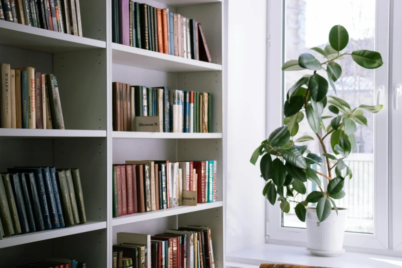 a bookshelf filled with lots of books next to a window, trending on unsplash, arts and crafts movement, large potted plant, pink white and green, low - angle shot, sparse plants