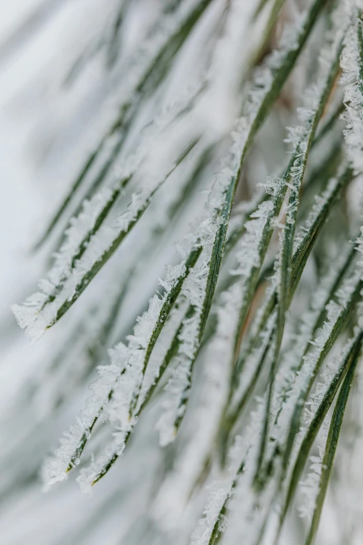 a close up of a pine tree covered in snow, grass - like, willow plant, crisp smooth lines, ice shards