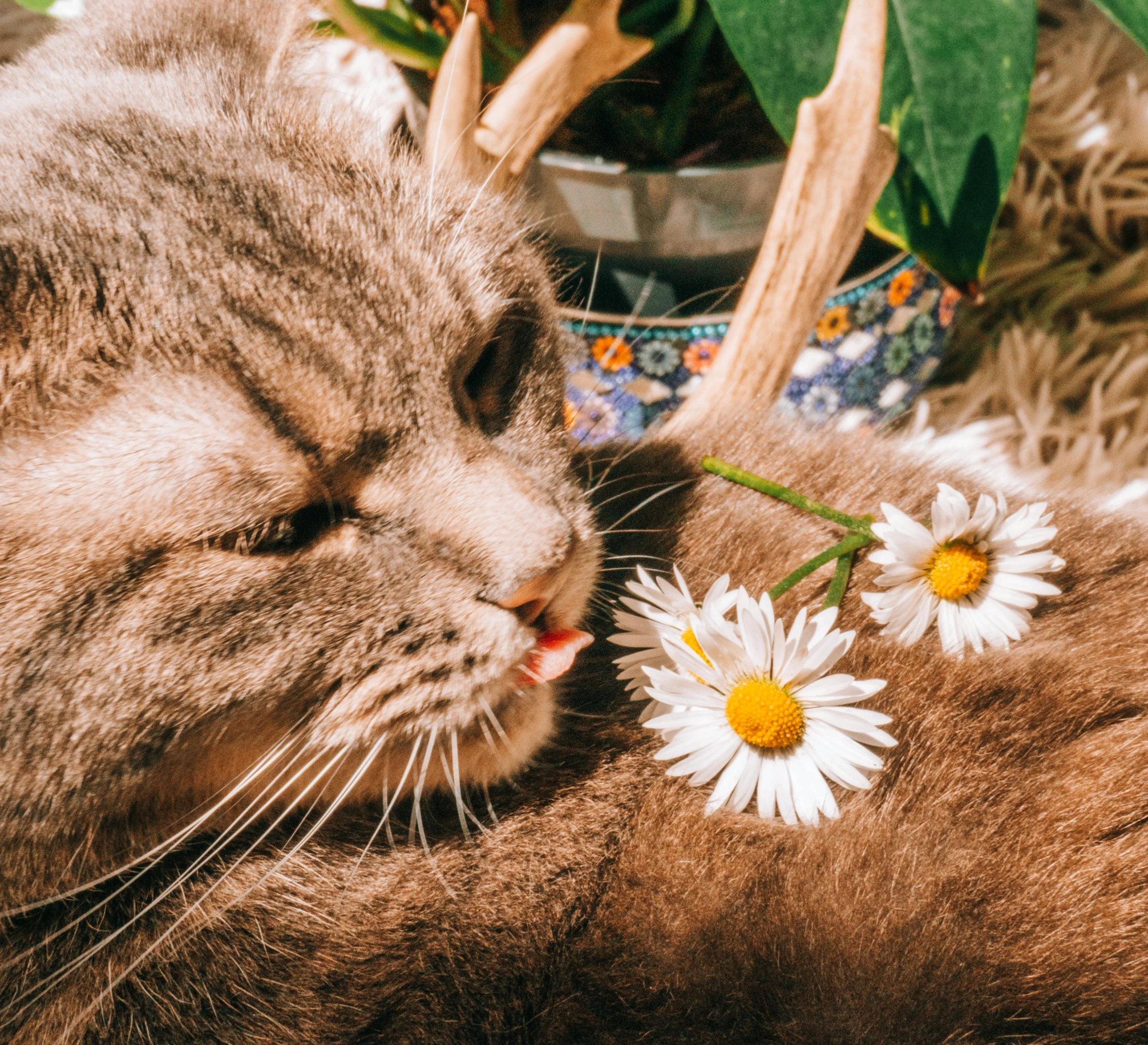 a close up of a cat with a flower in its mouth, trending on pexels, lying on a bed of daisies, avatar image, watch photo, profile image