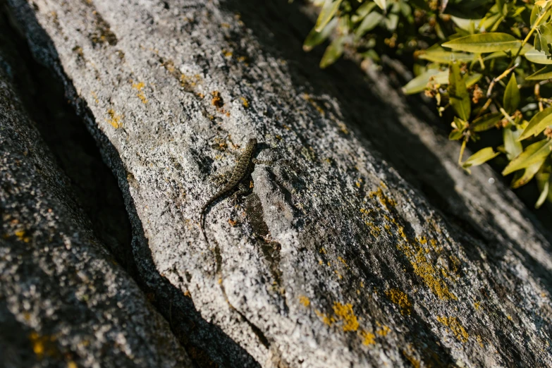 a lizard that is sitting on a rock, an album cover, unsplash, figuration libre, granite, “ iron bark, rock climbing, in the sun
