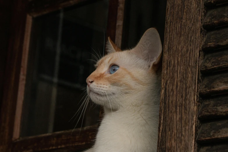 a close up of a cat looking out of a window, a picture, unsplash, renaissance, albino, rusty, blue-eyed, low quality photo