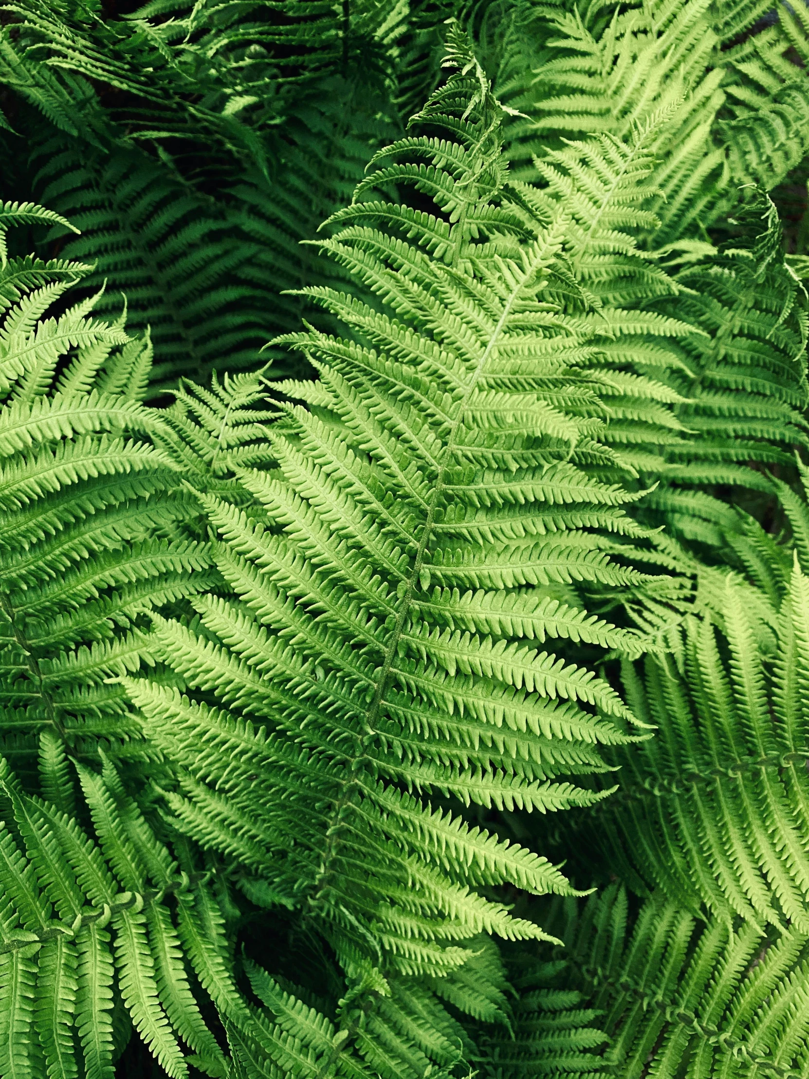 a close up of a bunch of green plants, tree ferns, avatar image, greens)