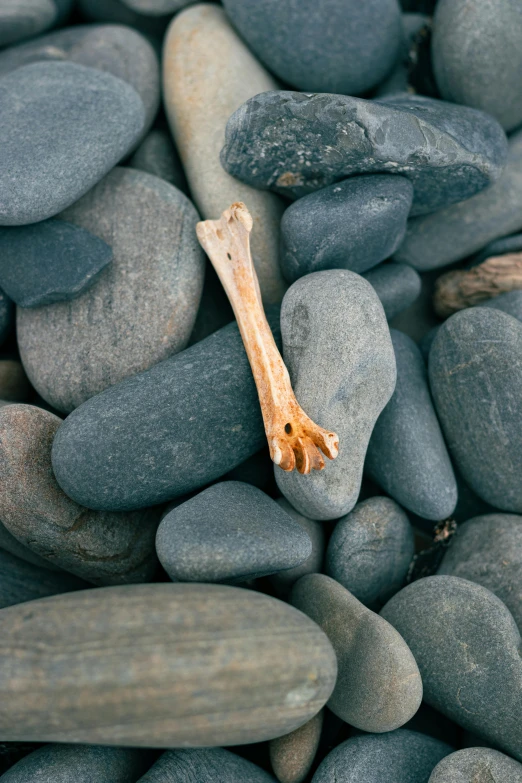 a bone sitting on top of a pile of rocks, rocky beach, shepherd's crook, up close, simplified