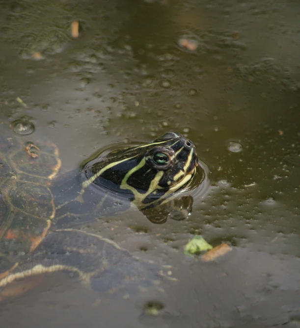 a turtle that is sitting in some water, slight overcast lighting, full of greenish liquid, black, around 1 9 years old