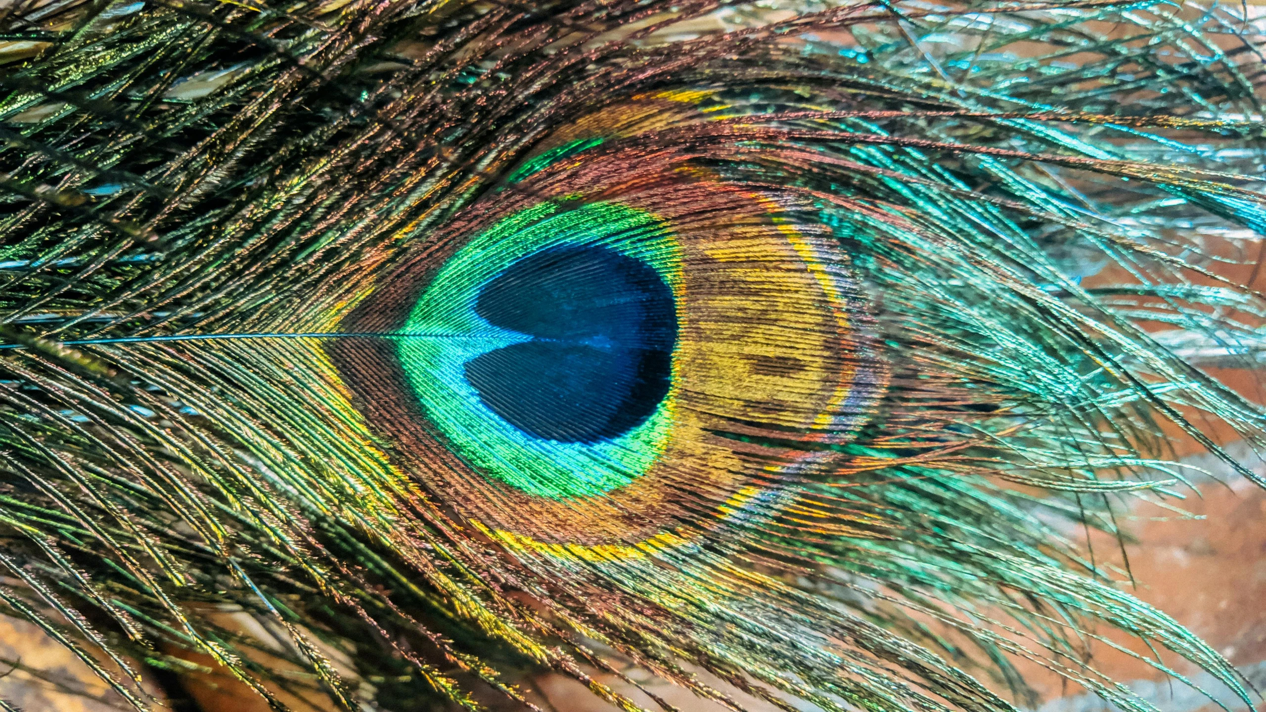 a close up view of a peacock's eye, trending on pexels, varied colors, bird\'s eye view, 3 - dimensional, in a medium full shot