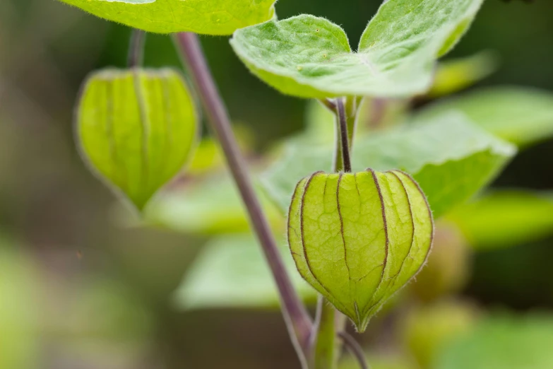 a close up of a plant with green leaves, chinese lanterns, subtle detailing, lime and violet, highly capsuled