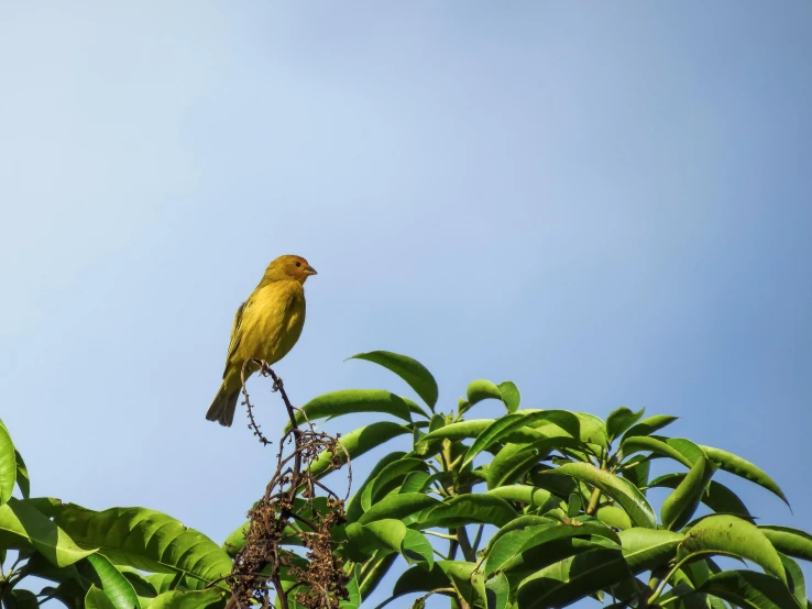 a yellow bird sitting on top of a tree branch, pexels contest winner, a green, looking to the sky, sri lanka, a single