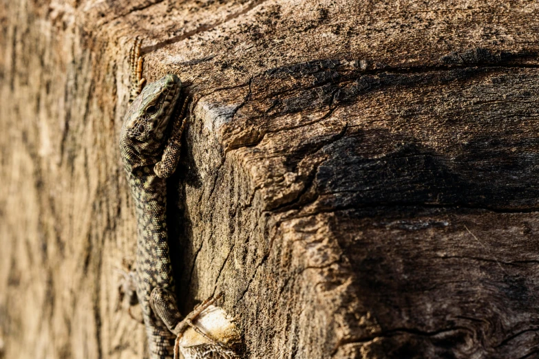 a lizard sitting on top of a piece of wood, unsplash, figuration libre, high detail photo, shot on sony a 7, in the sun, intricate textures