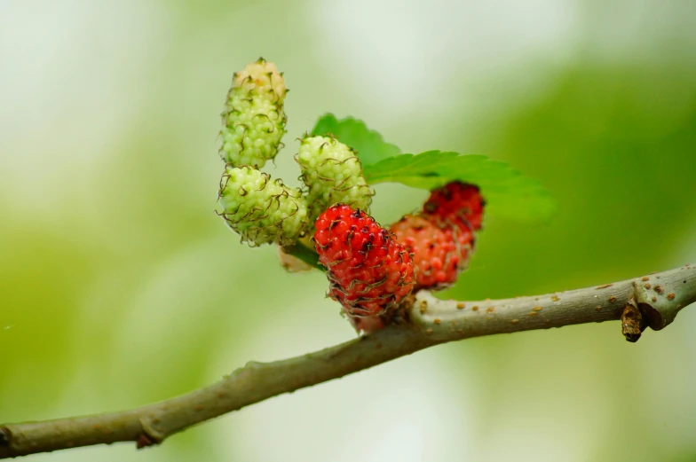 a close up of a leaf on a tree branch, hurufiyya, raspberries, green pupills, thumbnail, kim hyun joo