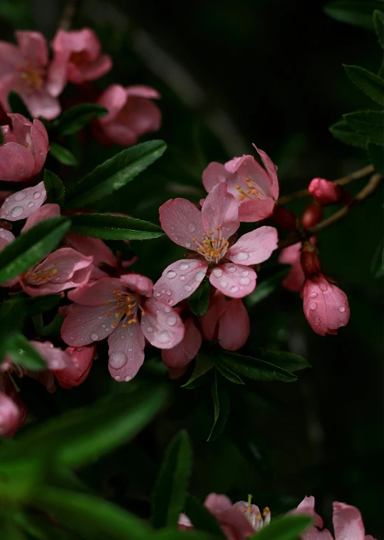 a close up of a bunch of pink flowers, an album cover, inspired by Edwin Dickinson, trending on unsplash, hurufiyya, rain lit, apple blossoms, today\'s featured photograph 4k, made of glazed