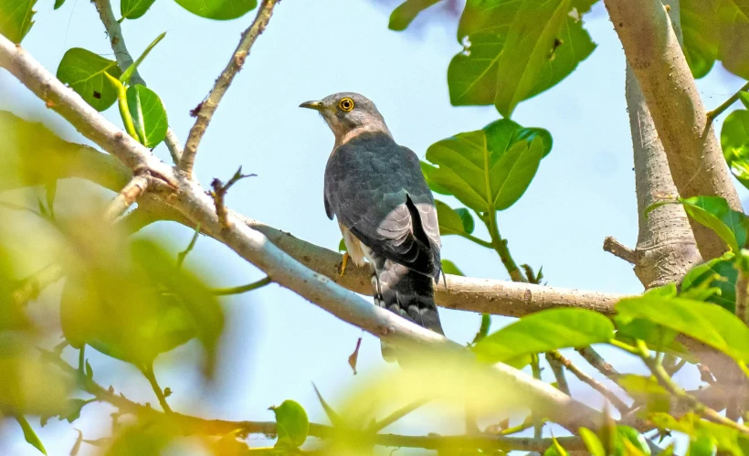 a bird sitting on top of a tree branch, bangladesh, flat triangle - shaped head, grayish, thumbnail