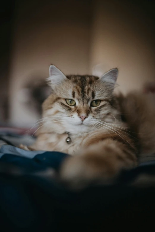 a close up of a cat laying on a bed, a picture, trending on unsplash, renaissance, looking angry, high quality photo, a blond, slightly pixelated